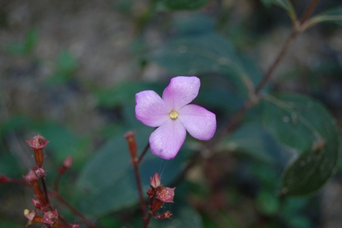 Arthrostemma parvifolium (Arthrostemma parvifolium)