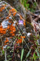 Arthrostemma parvifolium (Arthrostemma parvifolium)