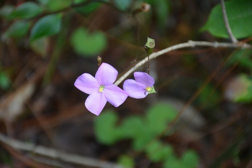 Arthrostemma parvifolium (Arthrostemma parvifolium)