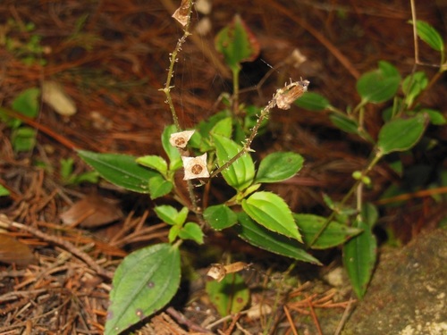 Arthrostemma parvifolium (Arthrostemma parvifolium)