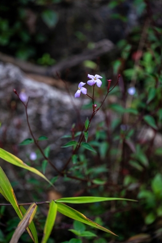 Arthrostemma parvifolium (Arthrostemma parvifolium)