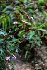Arthrostemma parvifolium (Arthrostemma parvifolium)