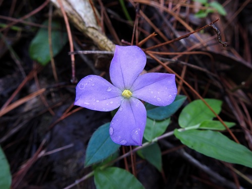 Arthrostemma parvifolium (Arthrostemma parvifolium)