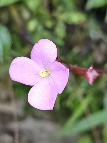 Arthrostemma parvifolium (Arthrostemma parvifolium)