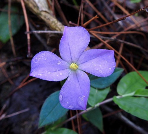 Arthrostemma parvifolium (Arthrostemma parvifolium)