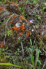 Arthrostemma parvifolium (Arthrostemma parvifolium)