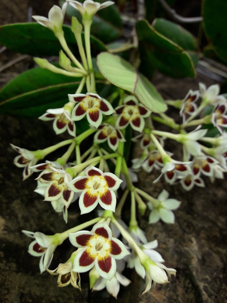 Artia balansae (Artia balansae)