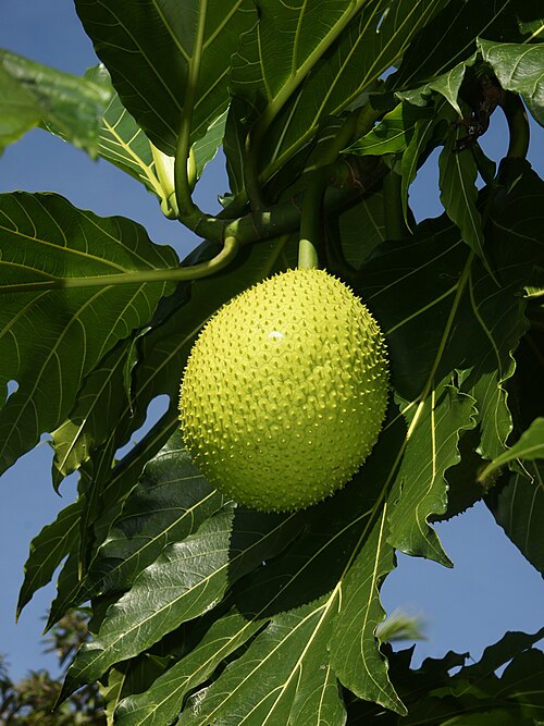 Breadfruit: Breadfruit at Tortuguero, Costa Rica