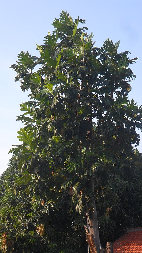 Breadfruit: Artocarpus altilis