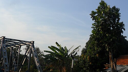Breadfruit: Panorama of Artocarpus altilis tree
