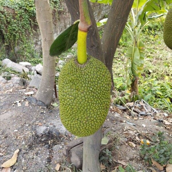 Jackfruit tree (Artocarpus heterophyllus)