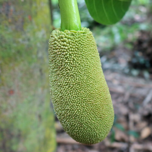 Jackfruit tree (Artocarpus heterophyllus)