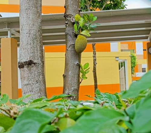 Jackfruit tree (Artocarpus heterophyllus)