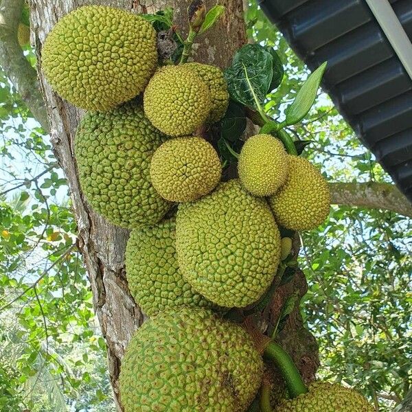 Jackfruit tree (Artocarpus heterophyllus)