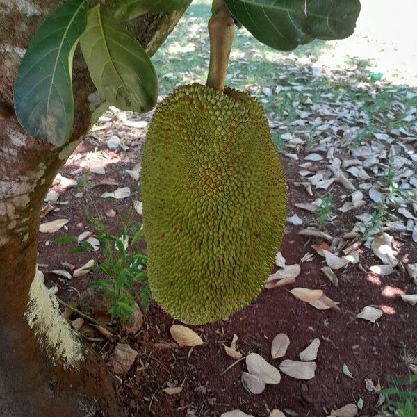 Jackfruit tree (Artocarpus heterophyllus)