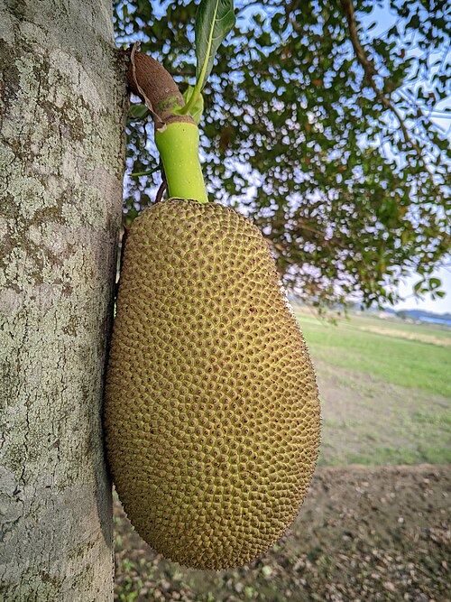Jackfruit tree: The jackfruit is holding on to the tree photo click by Tushar Hossain in Bangladesh
