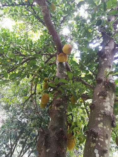 Jackfruit tree (Artocarpus heterophyllus)