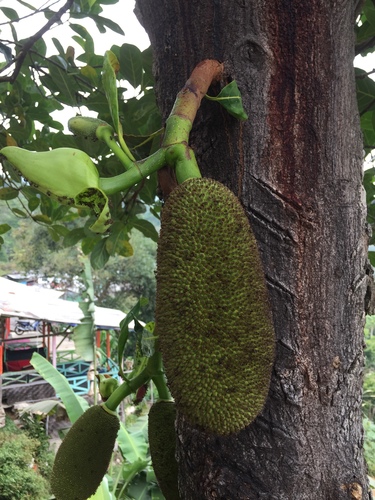 Jackfruit tree (Artocarpus heterophyllus)