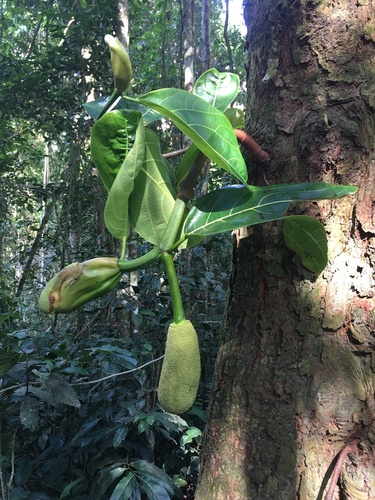 Jackfruit tree (Artocarpus heterophyllus)