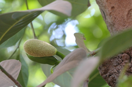 Jackfruit tree (Artocarpus heterophyllus)