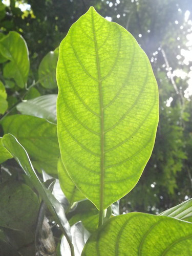 Jackfruit tree (Artocarpus heterophyllus)