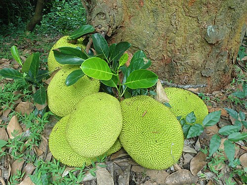 Jackfruit tree: (Artocarpus heterophyllus) Jack fruits on Simhachalam Hills, Visakhapatnam