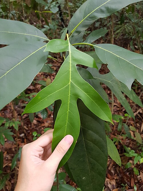 Artocarpus lanceifolius: Artocarpus lanceifolius in Singapore