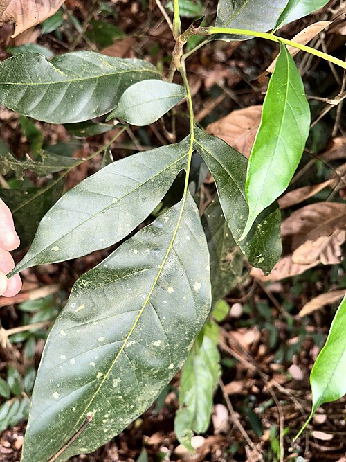 Artocarpus lanceifolius: Artocarpus lanceifolius in Singapore