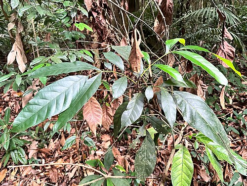 Artocarpus lanceifolius: Artocarpus lanceifolius in Singapore