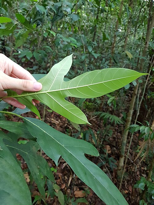 Artocarpus lanceifolius: Artocarpus lanceifolius in Singapore