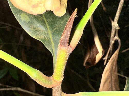 Artocarpus lanceifolius: Artocarpus lanceifolius in Singapore