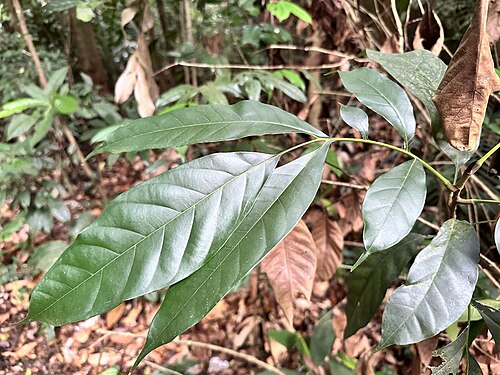 Artocarpus lanceifolius: Artocarpus lanceifolius in Singapore