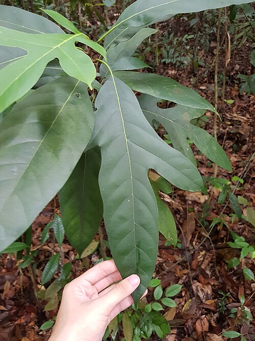 Artocarpus lanceifolius: Artocarpus lanceifolius in Singapore