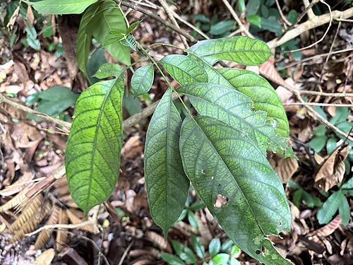 Artocarpus lanceifolius: Artocarpus lanceifolius in Singapore