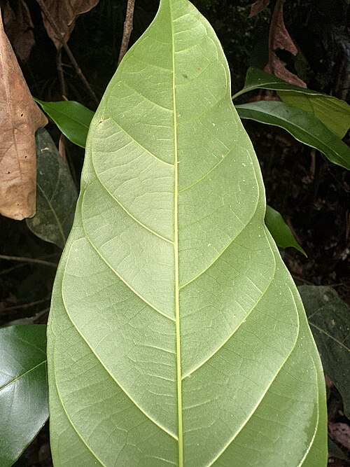 Artocarpus lanceifolius: Artocarpus lanceifolius in Singapore