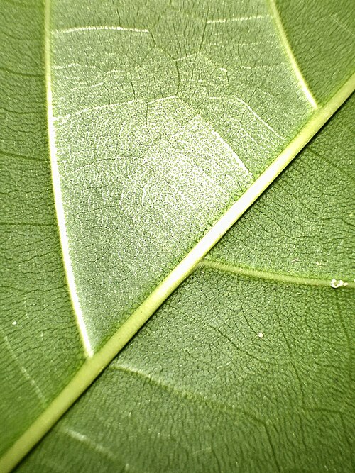Artocarpus lanceifolius: Artocarpus lanceifolius in Singapore