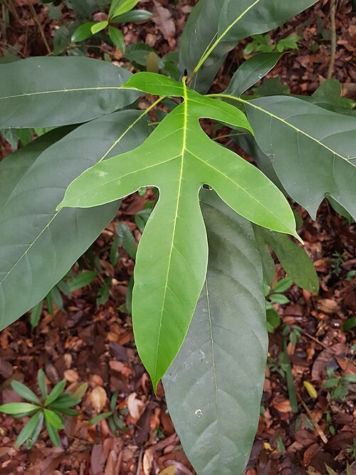 Artocarpus lanceifolius: Artocarpus lanceifolius in Singapore