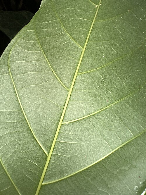 Artocarpus lanceifolius: Artocarpus lanceifolius in Singapore