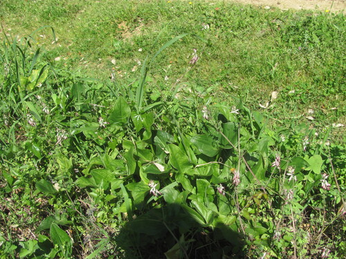 Italian lords and ladies (Arum italicum)