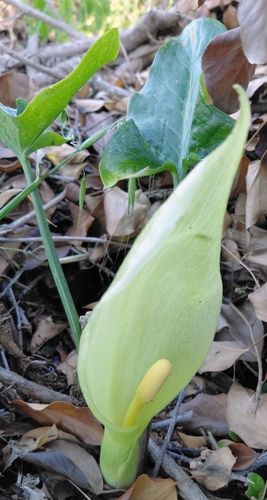 Italian lords and ladies (Arum italicum)