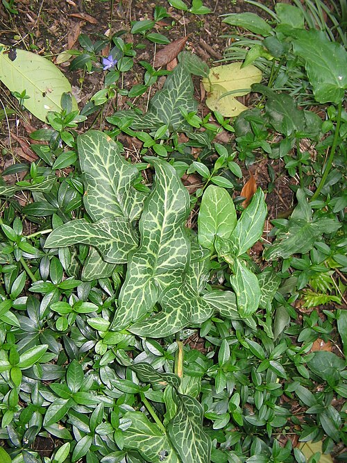 Italian lords and ladies: Arum italicum 'Marmoratum' - feuilles à larges nervures blanchâtres