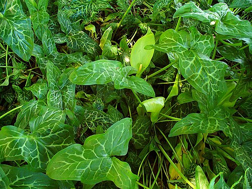 Italian lords and ladies: Arum italicum , Araceae, Cuckoo Pint, Italian Lords-and-Ladies, habitus; Stadtgarten Karlsruhe, Germany. The fresh subterranean parts are used in homeopathy as