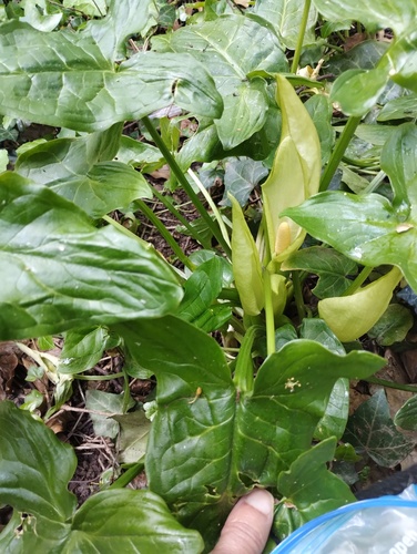 Italian lords and ladies (Arum italicum)