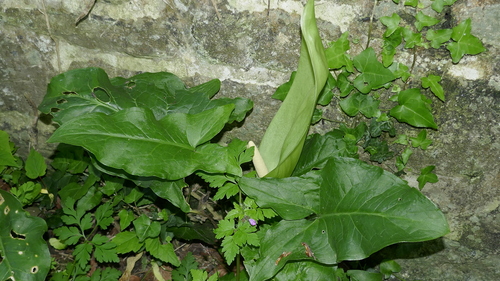 Italian lords and ladies (Arum italicum)