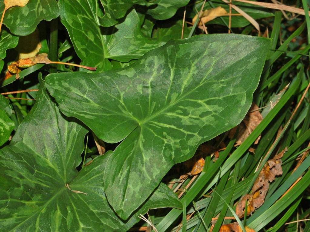Italian lords and ladies: Arum italicum - Genova, Italy