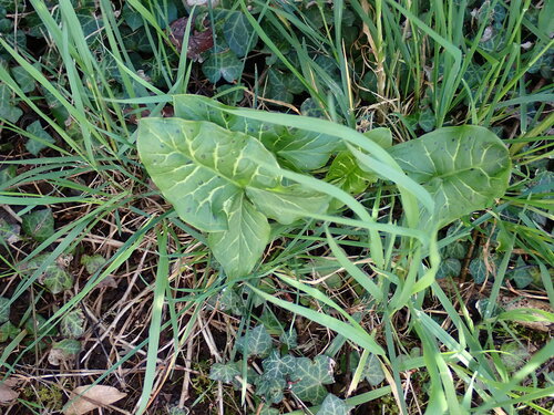 Italian lords and ladies (Arum italicum)
