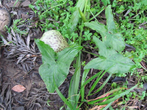 Italian lords and ladies (Arum italicum)