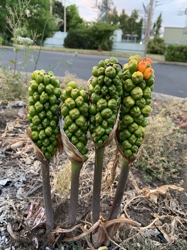 Italian lords and ladies (Arum italicum)