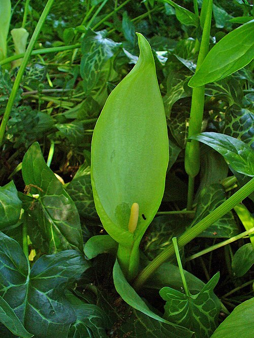Italian lords and ladies: Arum italicum , Araceae, Cuckoo Pint, Italian Lords-and-Ladies, flower; Stadtgarten Karlsruhe, Germany. The fresh subterranean parts are used in homeopathy as r