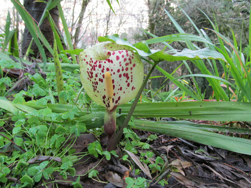 Italian lords and ladies (Arum italicum)